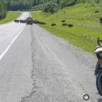 Cycling the Alaska Highway – Part 3